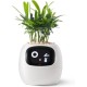 Інтерактивний розумний горщик для рослин ivy Smart Planter tuya ai